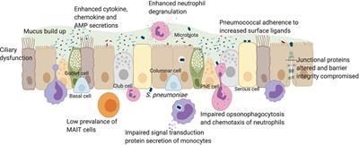 Insights Into the Effects of Mucosal Epithelial and Innate Immune Dysfunction in Older People on Host Interactions With Streptococcus pneumoniae